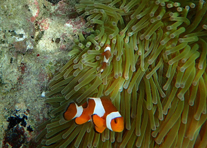 <strong>Lire la suite</strong><br>4 - Les Raja Ampat 2015 4 - Les Raja Ampat 2015